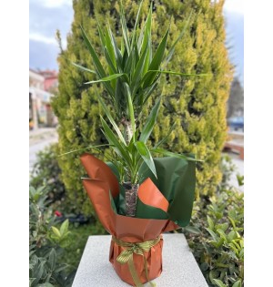 2'li Yucca Ağacı